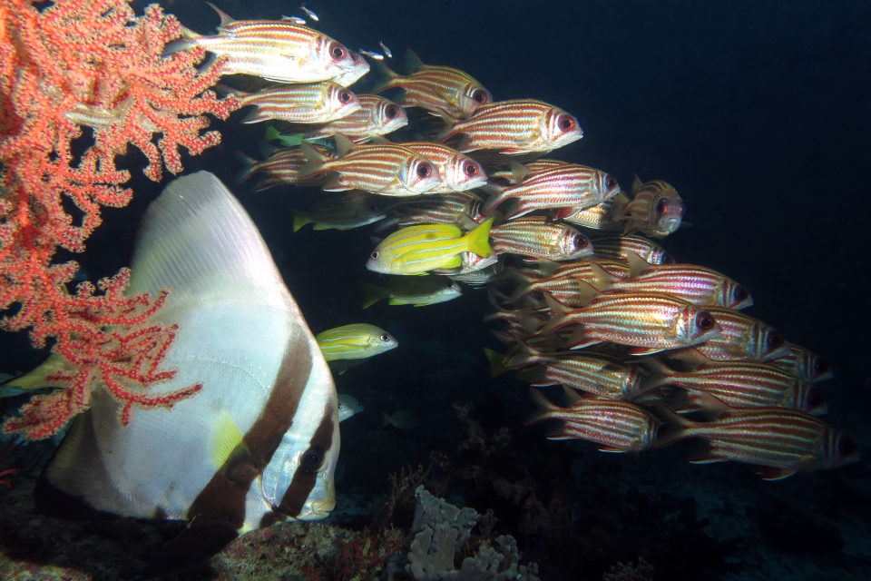 Platax pinnatus, Sargocentron rubrum, Lutjanus quinquelineatus