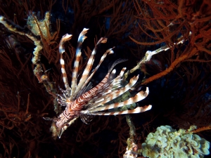 Pterois miles