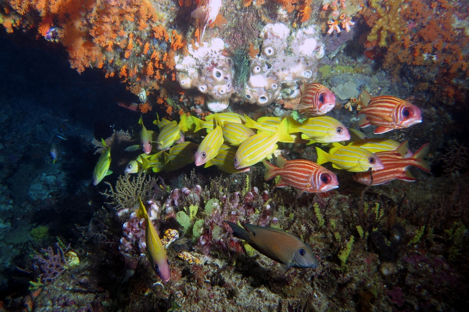 Lutjanus quinquelineatus, Sargocentron rubrum, Ctenochaetus striatus