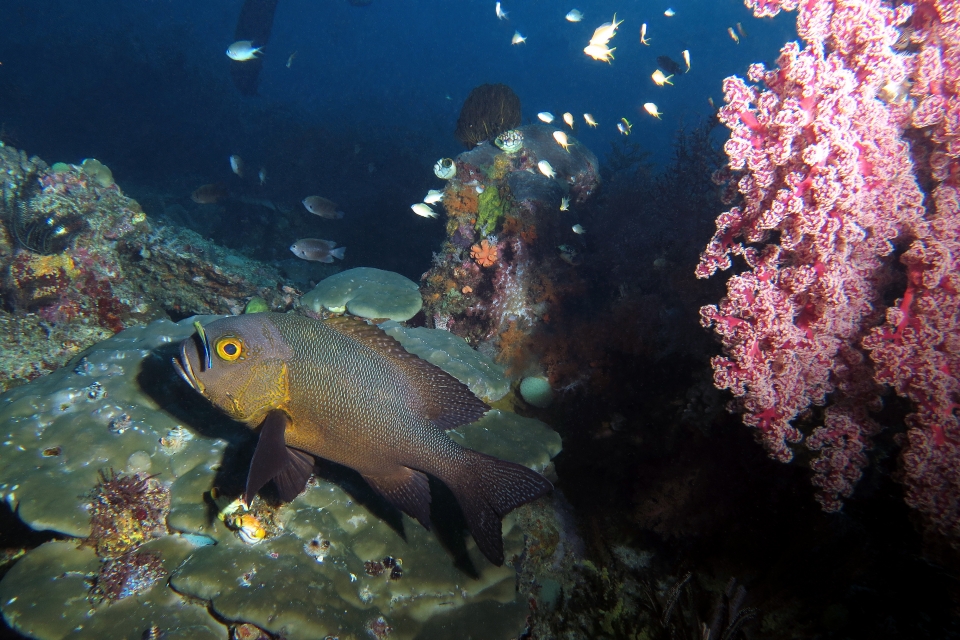 Macolor macularis