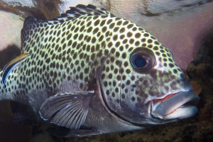 Plectorhinchus chaetodonoides, Labroides dimidiatus, Lanthella basta