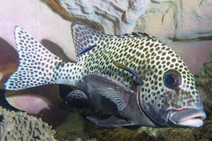 Plectorhinchus chaetodonoides, Labroides dimidiatus, Lanthella basta