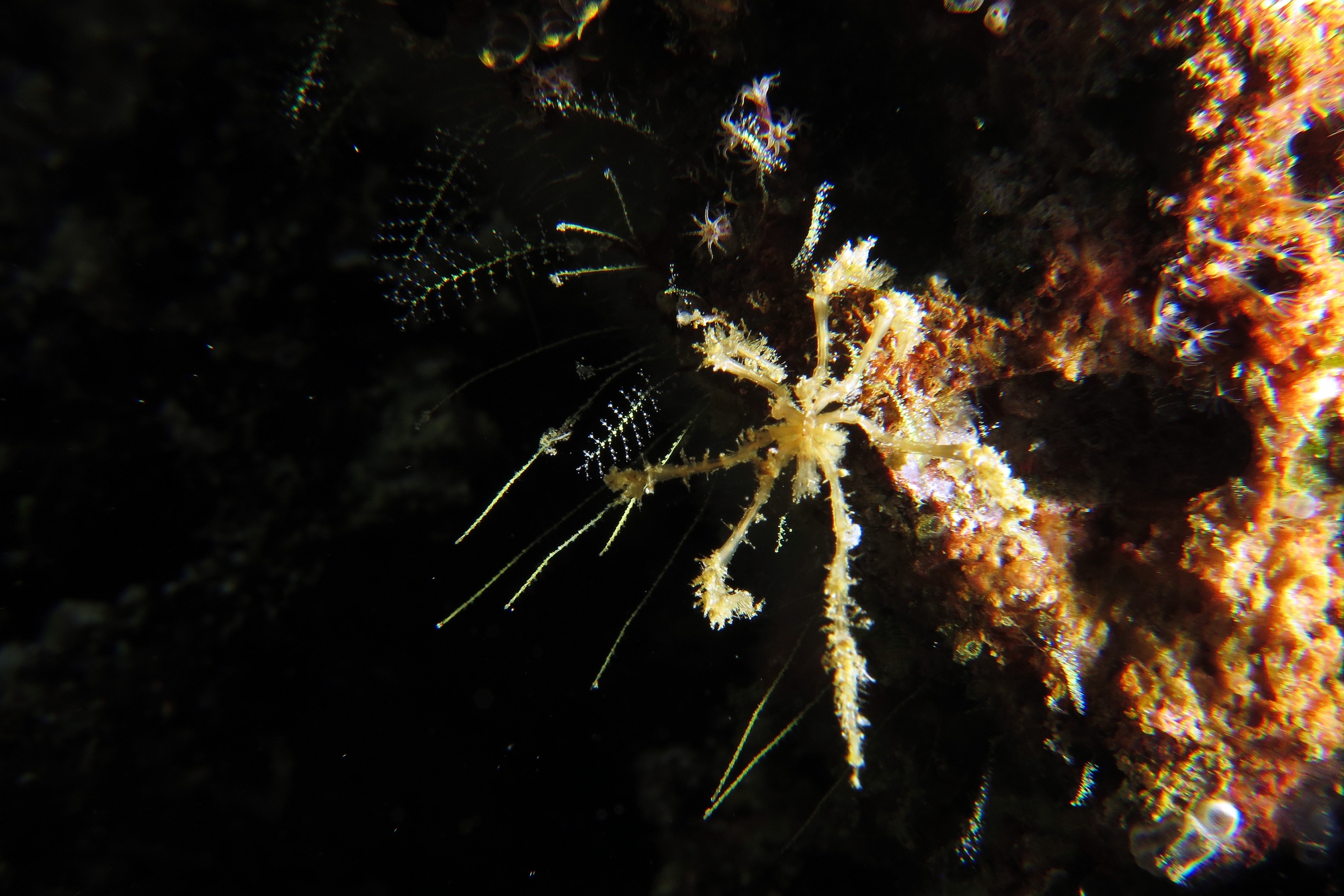 Araignée de la classe Pycnogonida