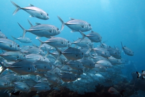 Caranx sexfasciatus