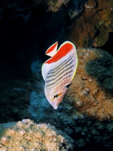 Chaetodon paucifasciatus