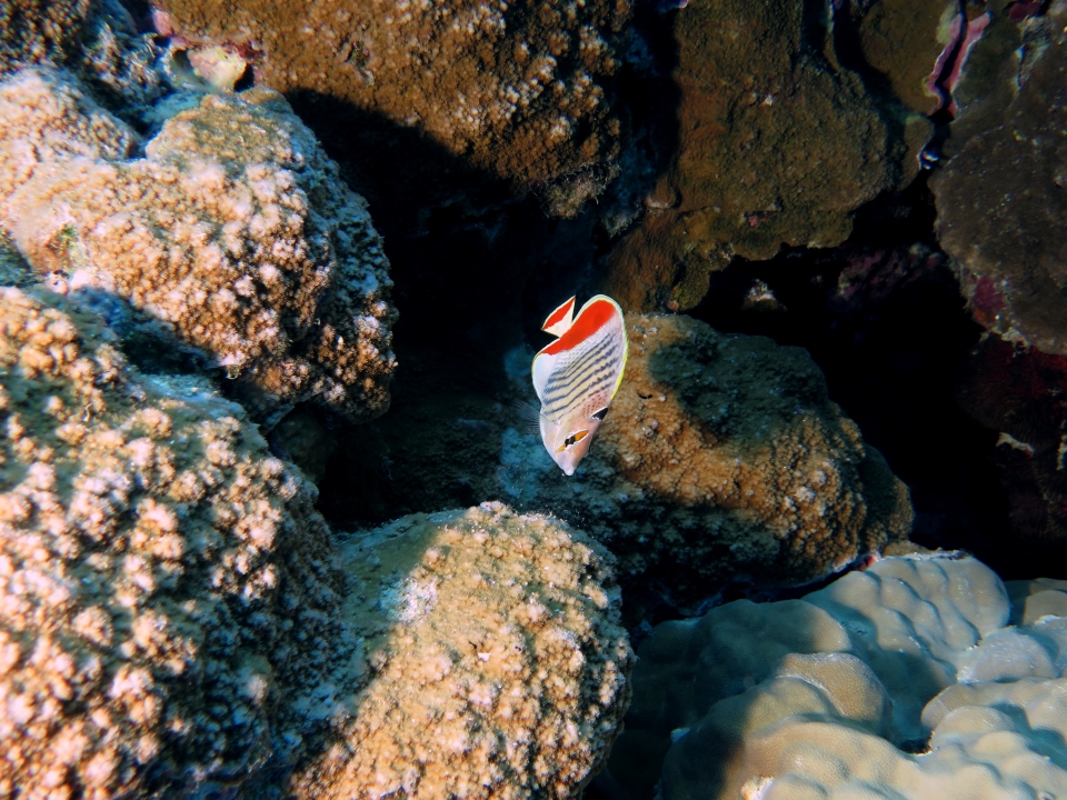 Chaetodon paucifasciatus