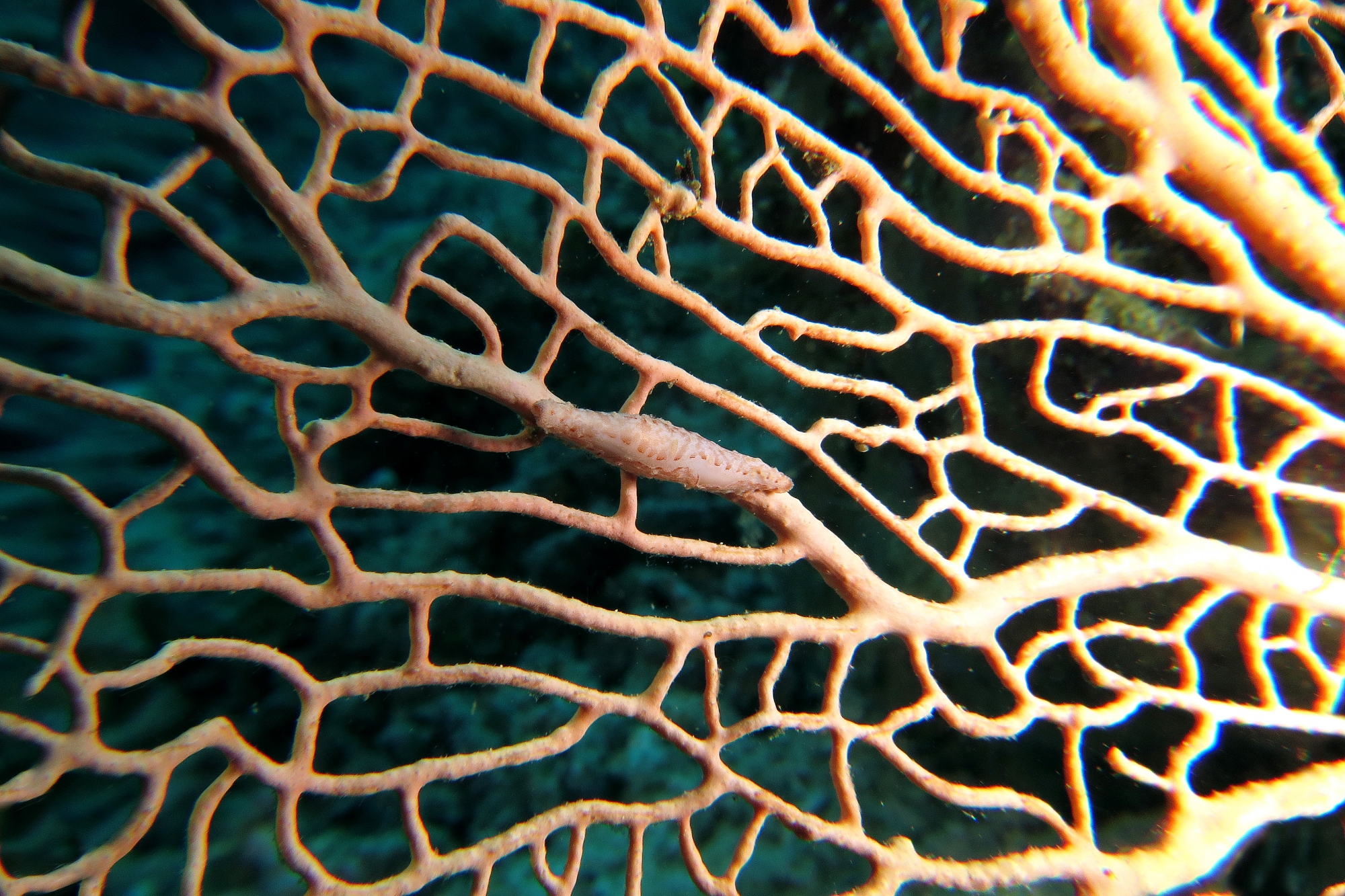 Ovule, Annella mollis