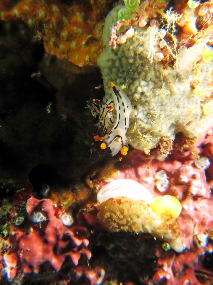 Thecacera picta