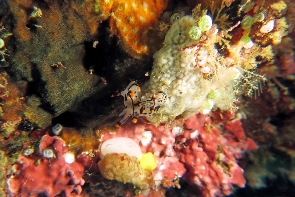 Thecacera picta