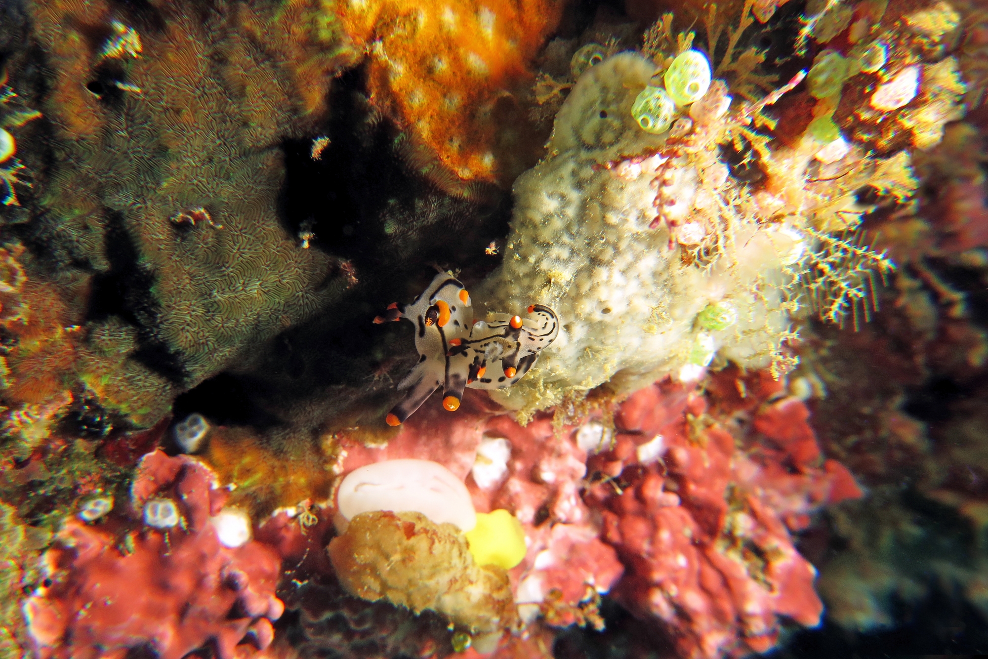 Thecacera picta