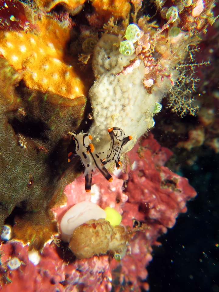 Thecacera picta