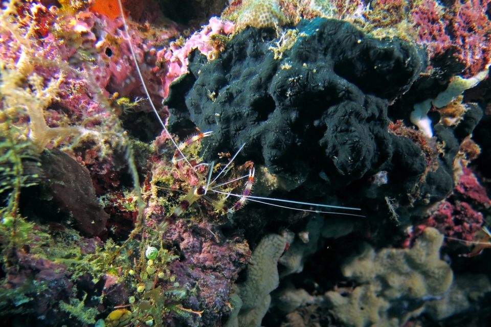 Stenopus hispidus (4-9cm, Grande crevette nettoyeuse)