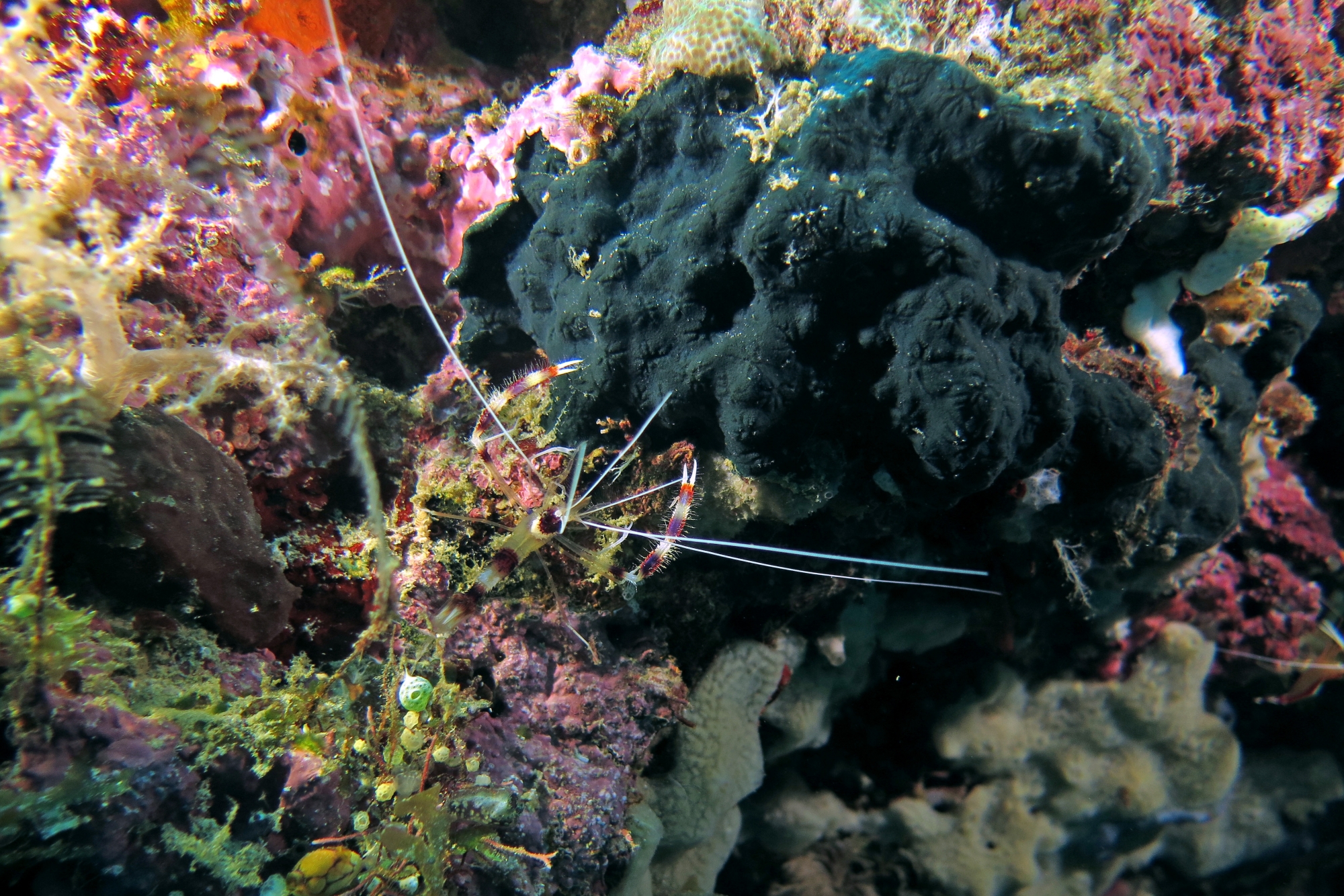 Stenopus hispidus (4-9cm, Grande crevette nettoyeuse)