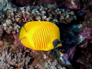 Chaetodon semilarvatus