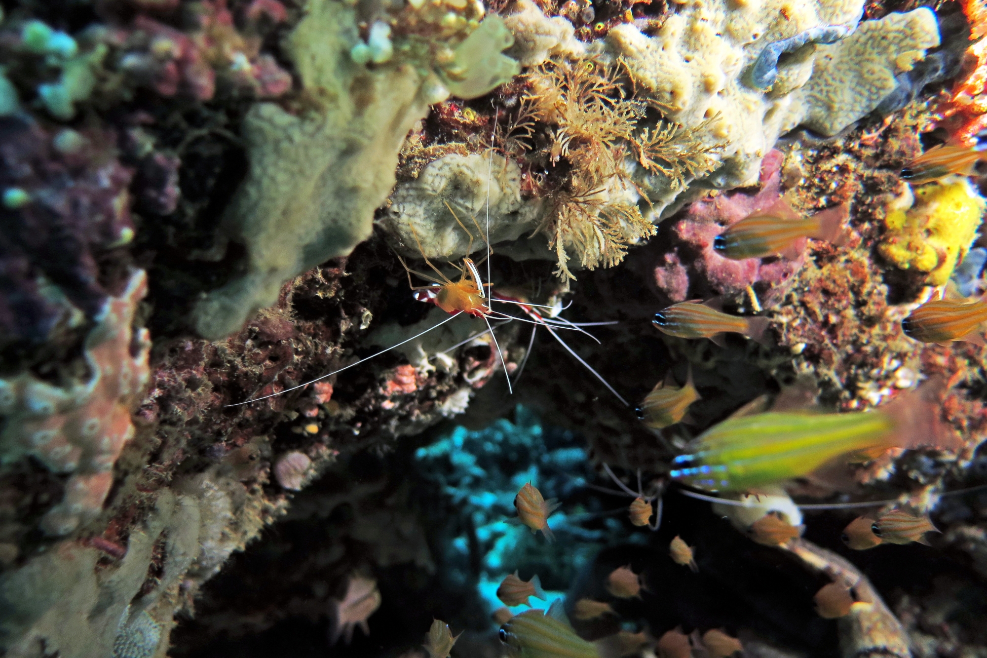 Lysmata amboinensis, Ostorhinchus cyanosoma