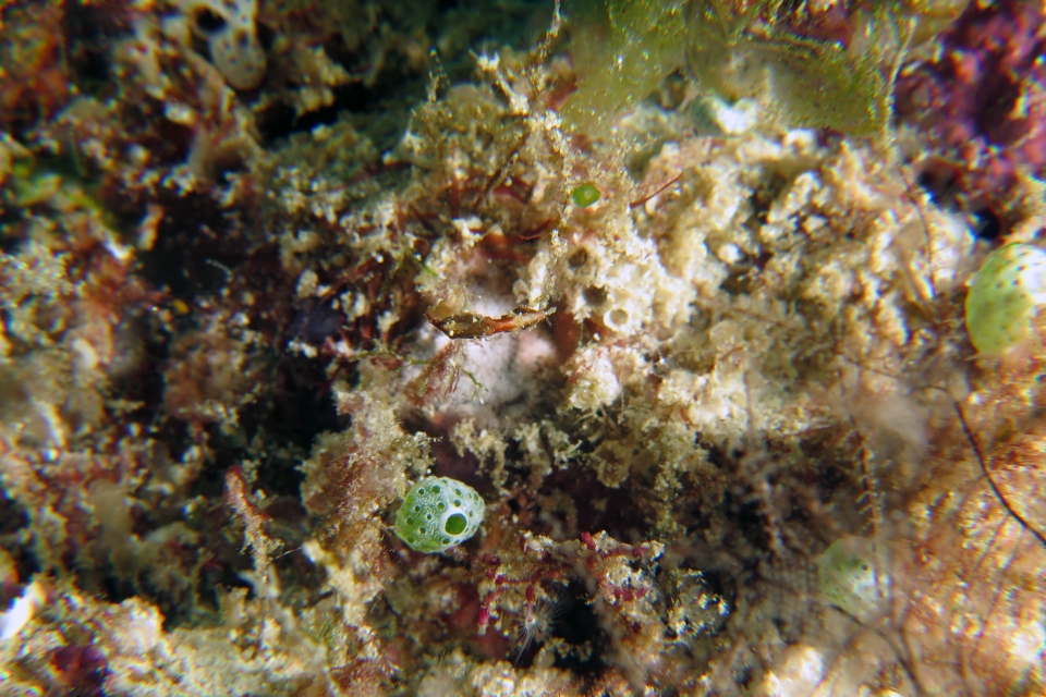 Hippocampus severnsi