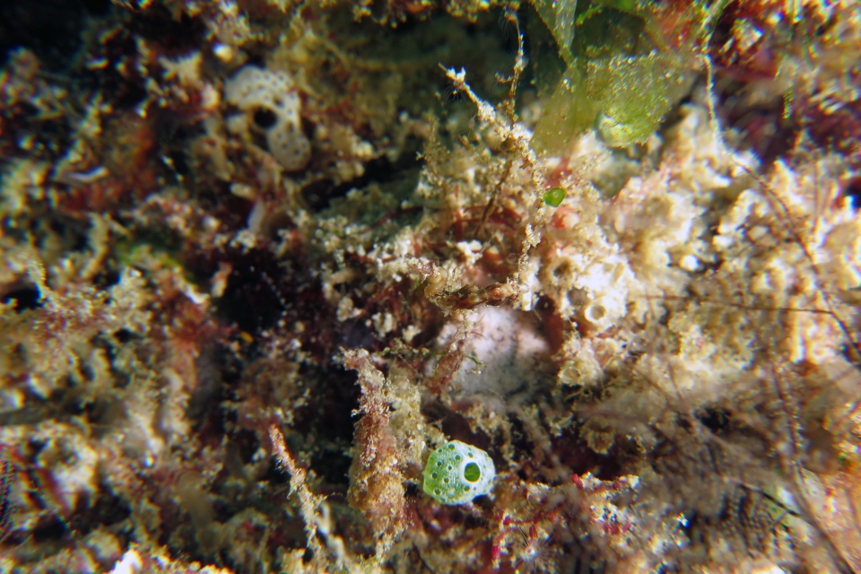 Hippocampus severnsi