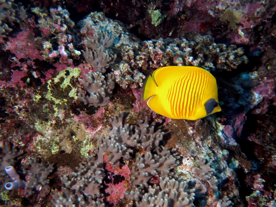 Chaetodon semilarvatus