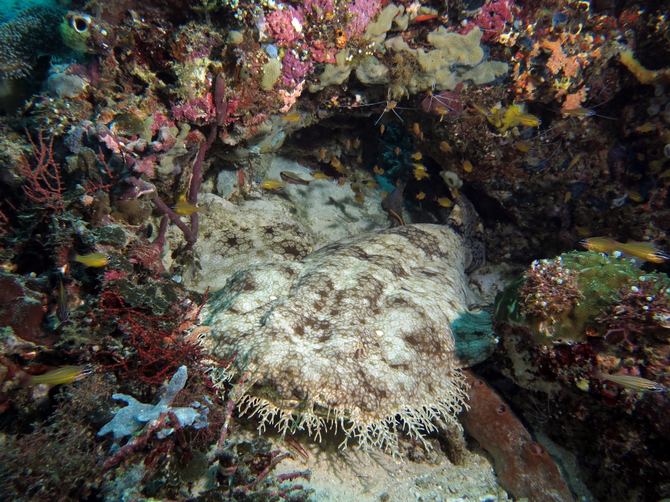 Eucrossorhinus dasypogon