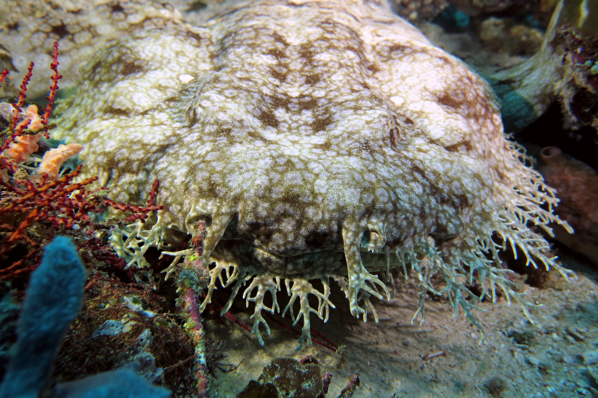 Eucrossorhinus dasypogon