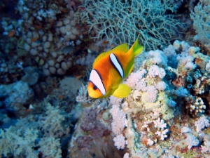 Amphiprion bicinctus