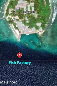 Spot " Fish Factory "