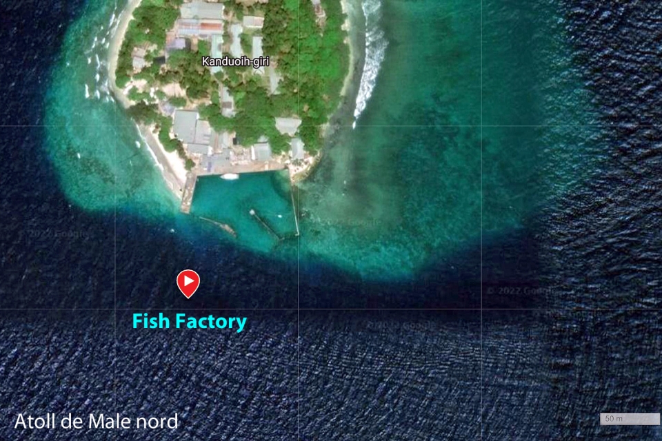Spot " Fish Factory "
