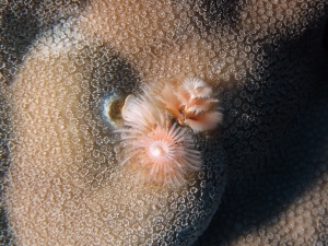 Spirobranchus giganteus