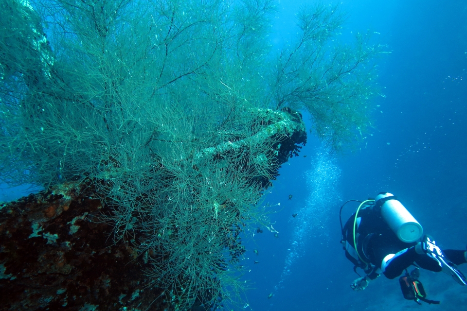 Flore envahissant la proue de l'épave du " Kuda Giri Wreck "