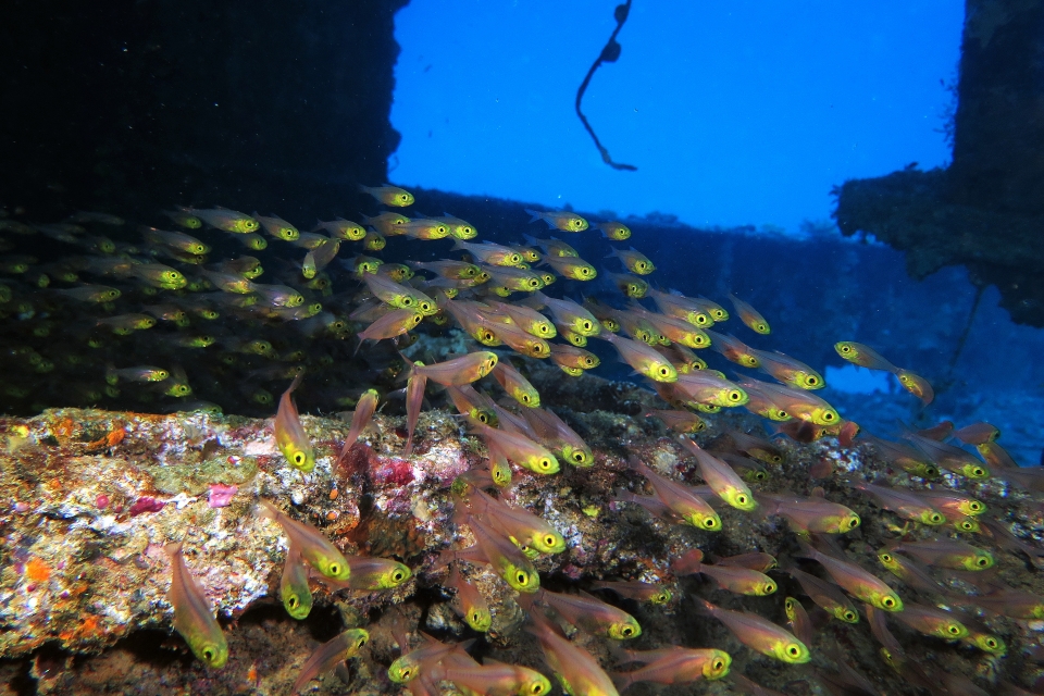 Parapriacanthus ransonneti