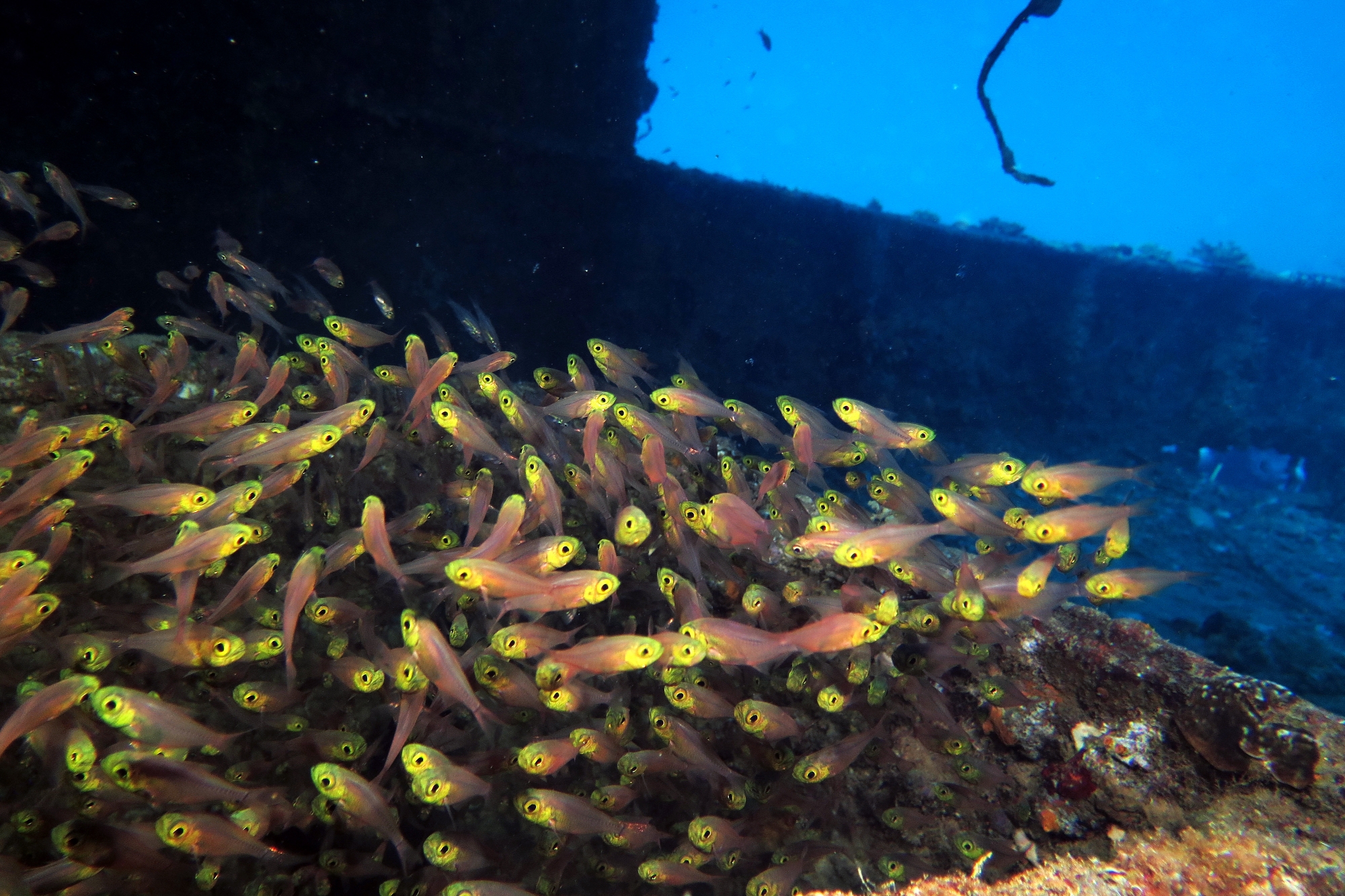 Parapriacanthus ransonneti