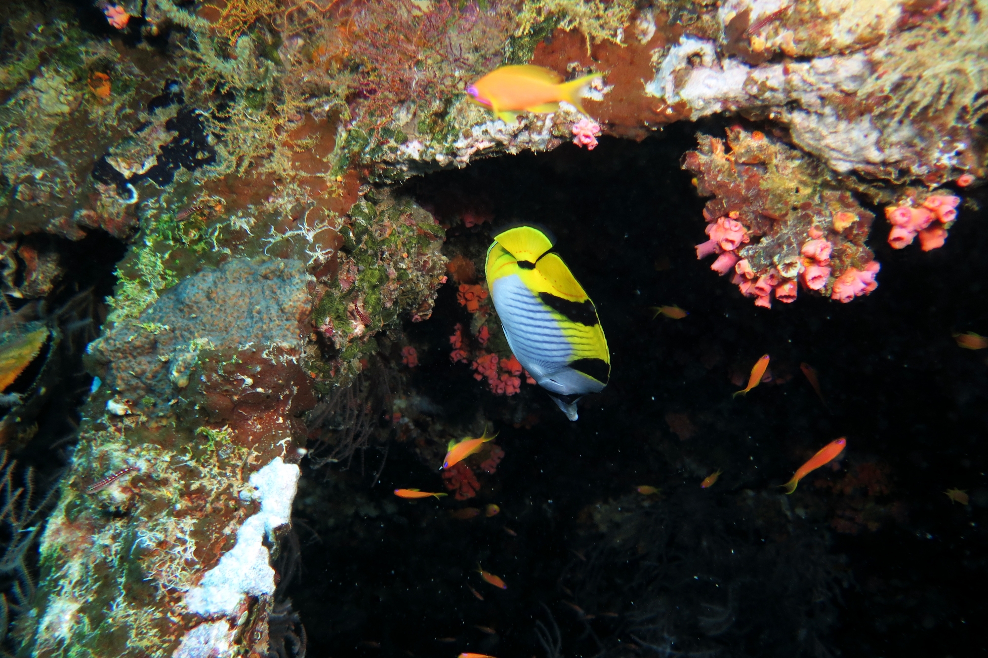 Chaetodon falcula