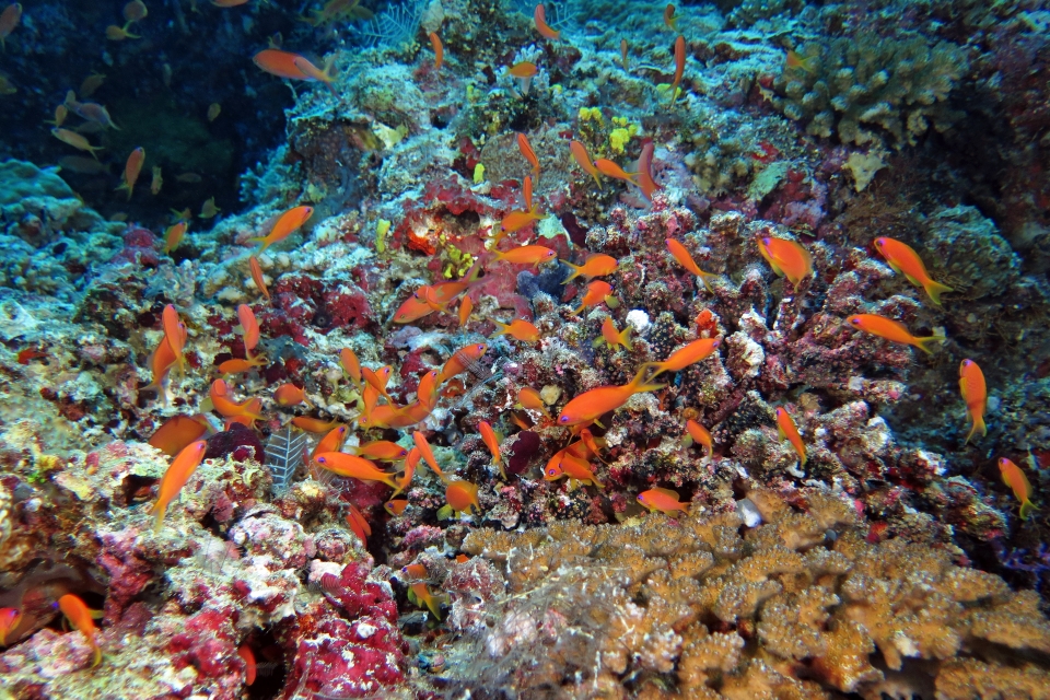 Pseudanthias squamipinnis