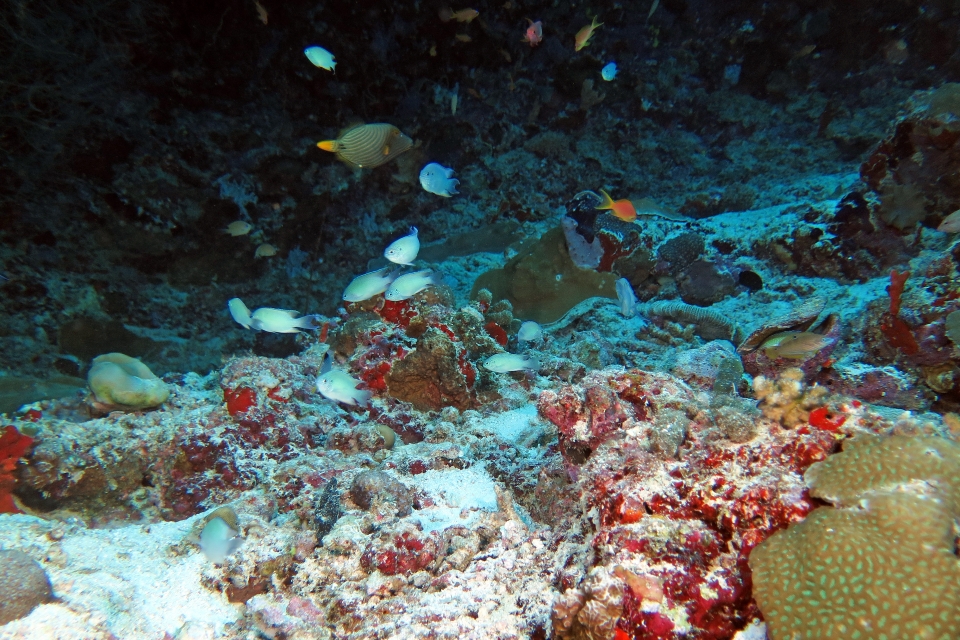 Pomacentrus pavo