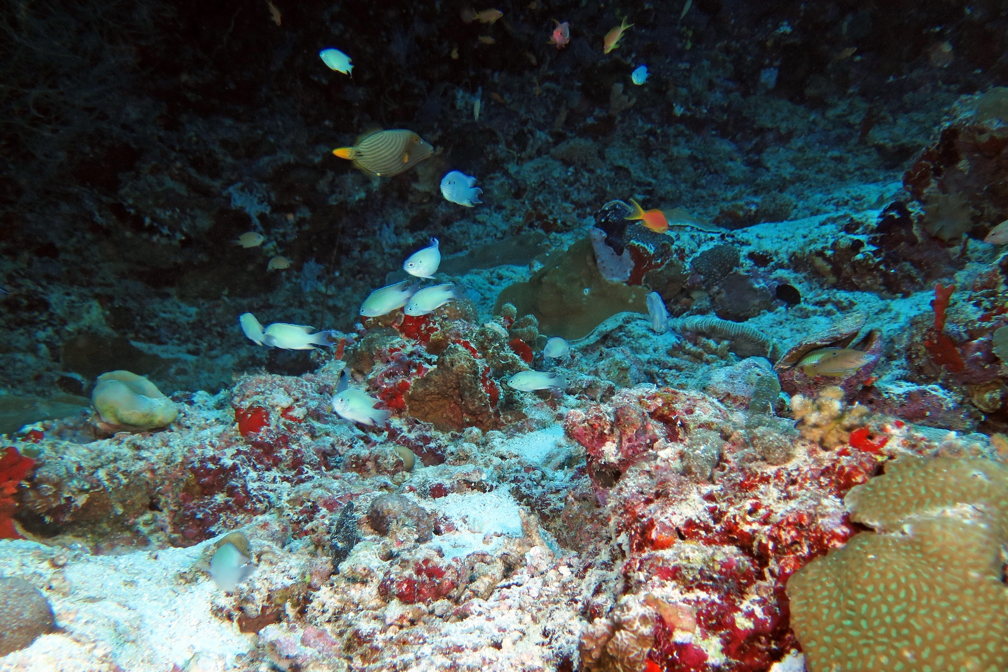Pomacentrus pavo
