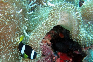 Stichodactyla mertensii, Amphiprion clarki