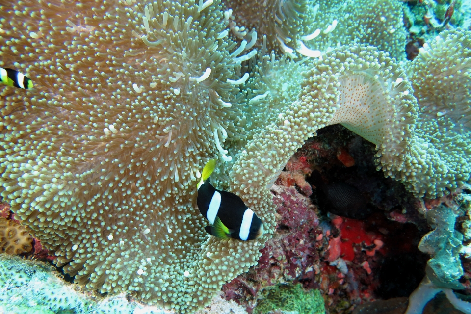 Stichodactyla mertensii, Amphiprion clarki