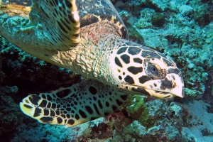 Eretmochelys imbricata