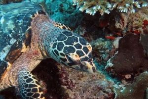 Eretmochelys imbricata