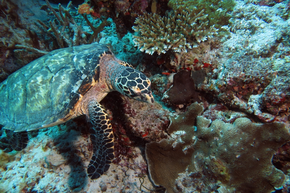 Eretmochelys imbricata