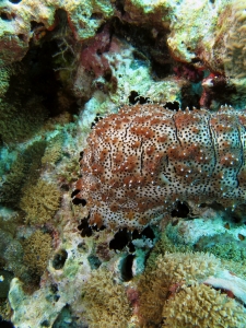 Pearsonothuria graeffei, Rhodactis indosinensis