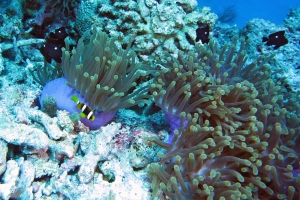 Heteractis magnifica, Amphiprion clarkii, Dascyllus trimaculatus