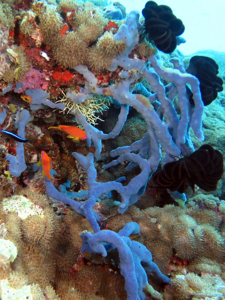 Callyspongia aff biru, Pseudanthias squamipinnis