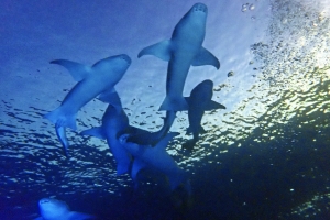 Nebrius ferrugineus (Photo d'un participant de la croisière, Merci)