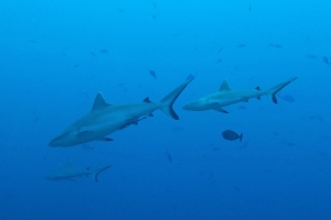 Carcharhinus amblyrhynchos