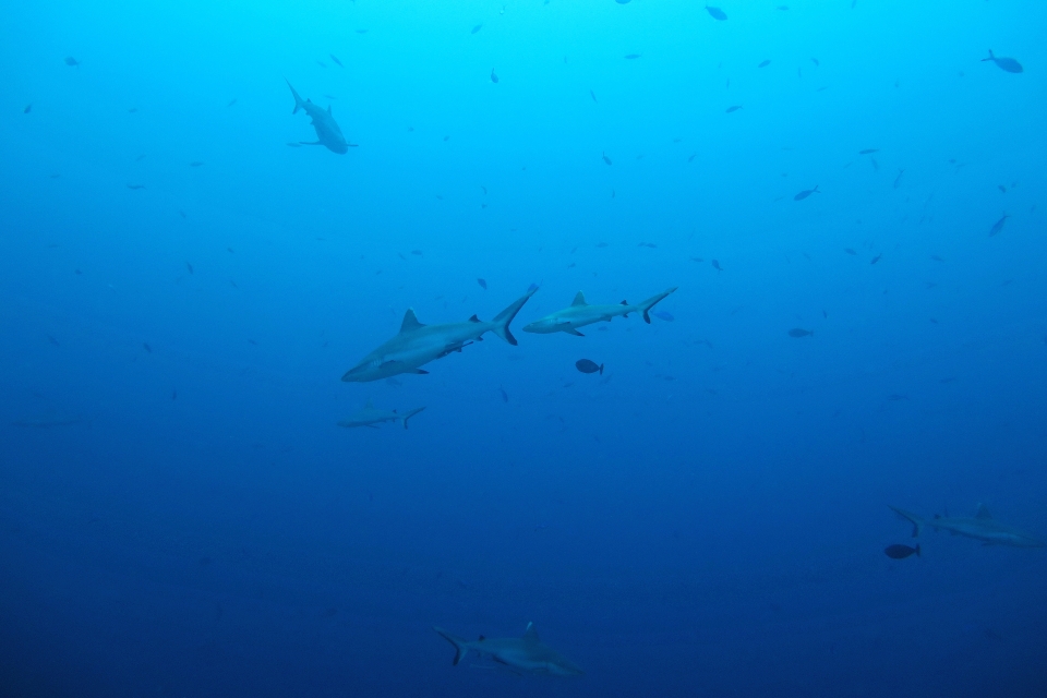 Carcharhinus amblyrhynchos