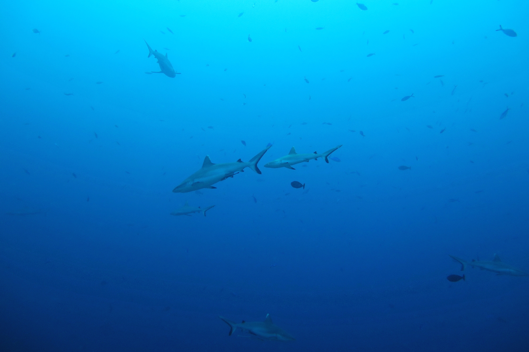 Carcharhinus amblyrhynchos