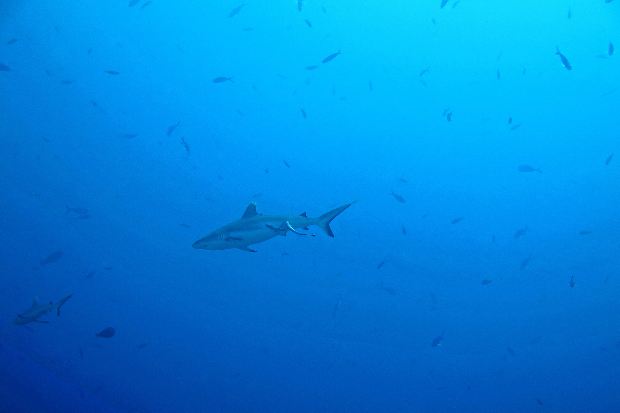 Carcharhinus amblyrhynchos, Echeneis naucrates