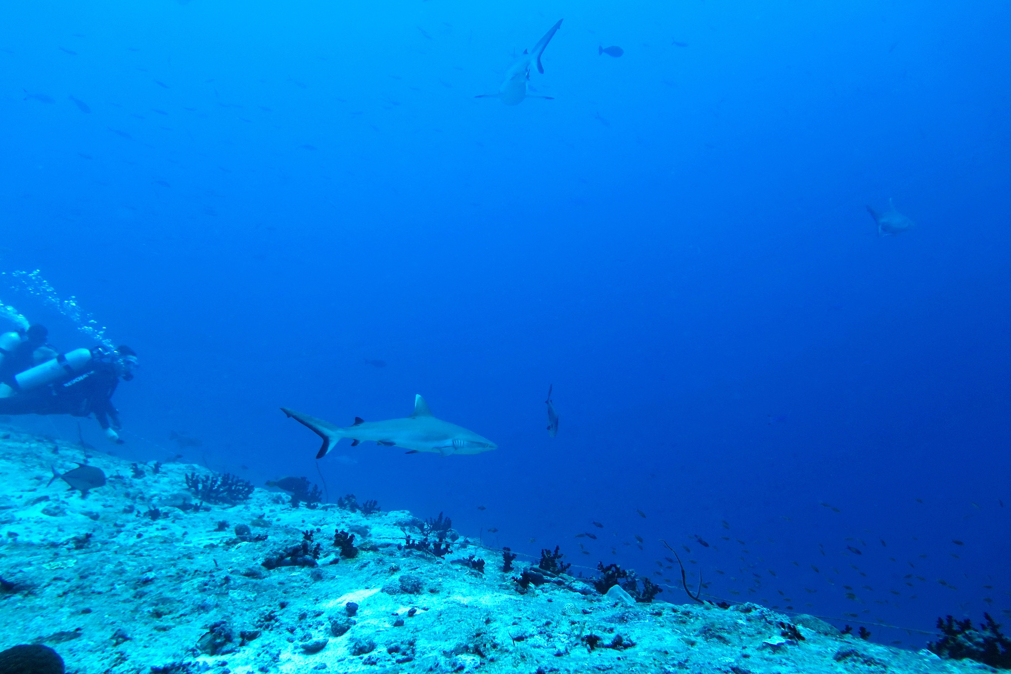 Carcharhinus amblyrhynchos