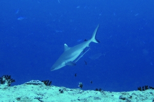 Carcharhinus amblyrhynchos, Echeneis naucrates